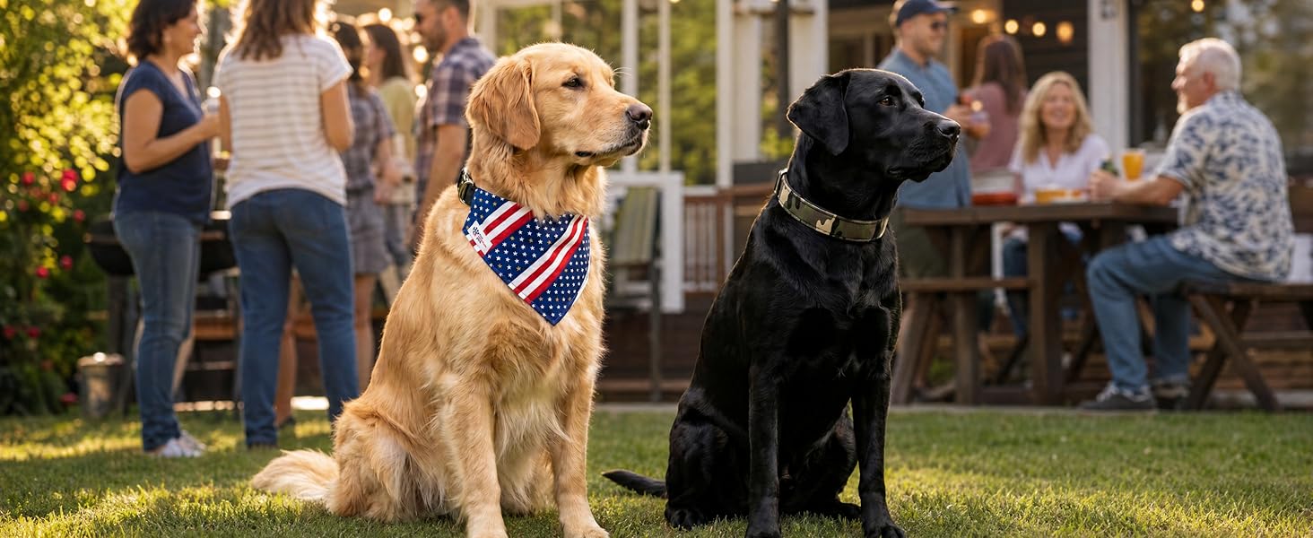 Two dogs at a backyard gathering, one wearing the American Hero collar