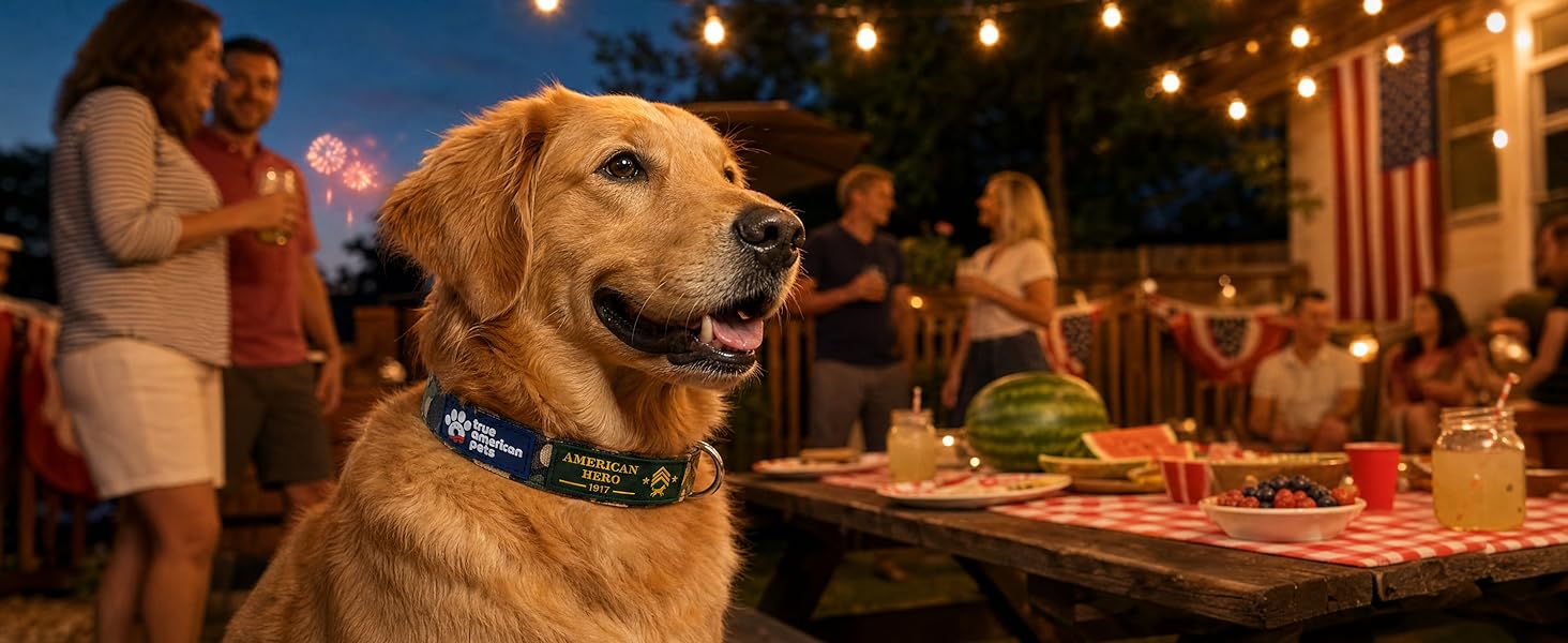 Golden dog wearing the American Hero collar at a Fourth of July backyard party