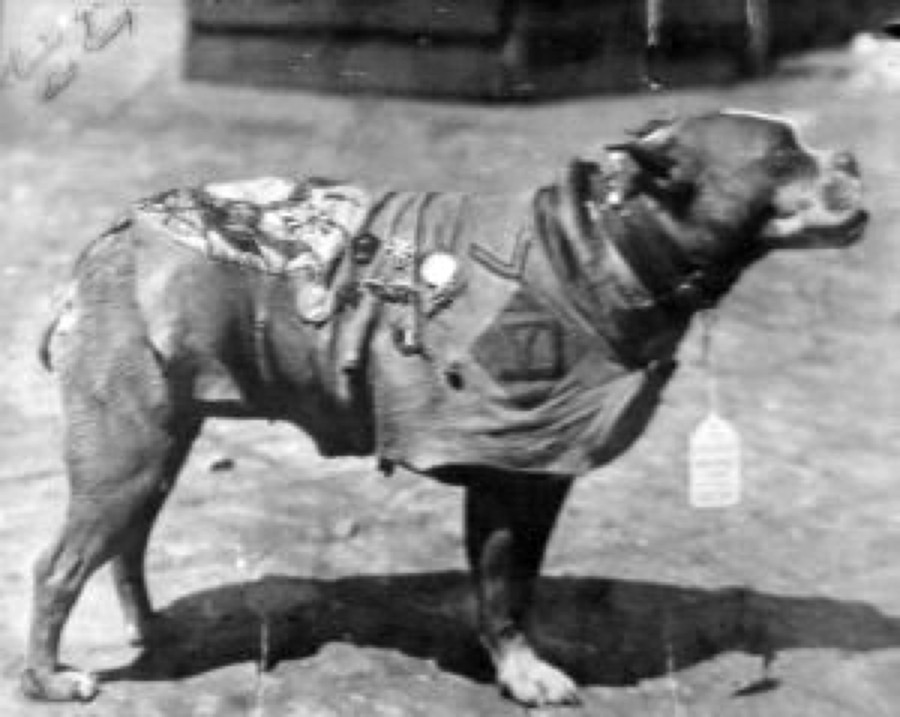 Sergeant Stubby decorated uniform in an archival photograph