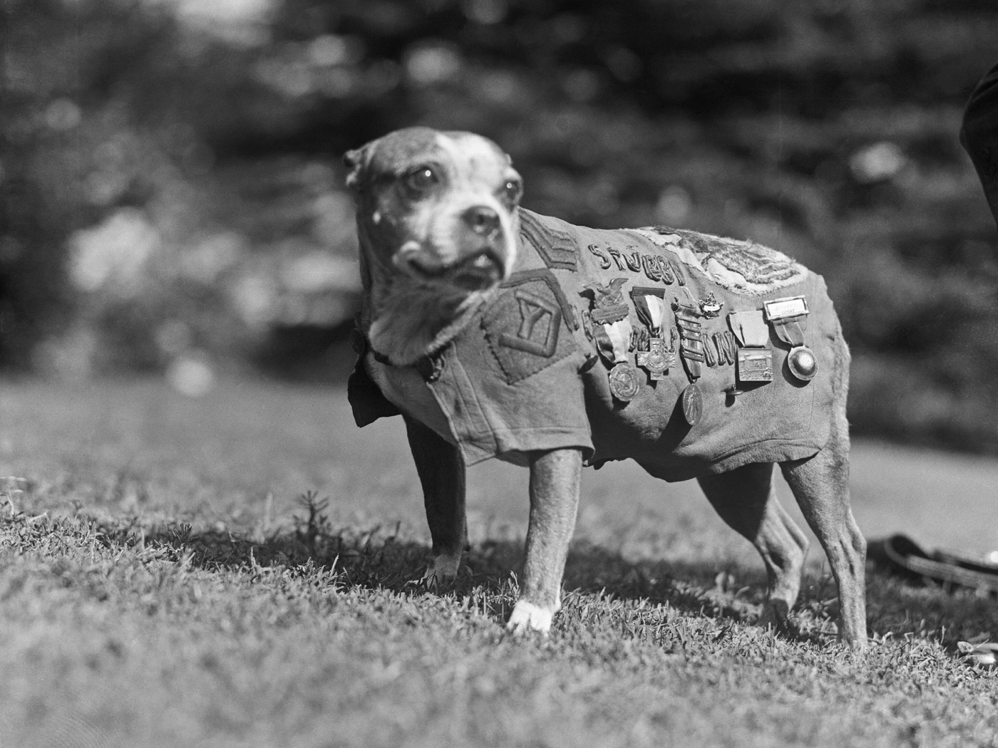 Sergeant Stubby standing outdoors in his decorated medal coat